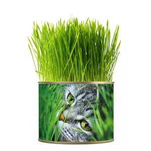 Kattengras