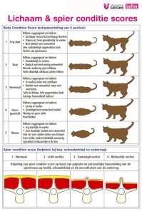 Body Condition Score van een kat