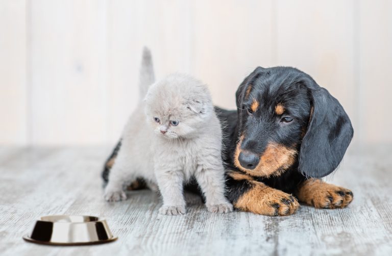 Aanschaffen hond of kat