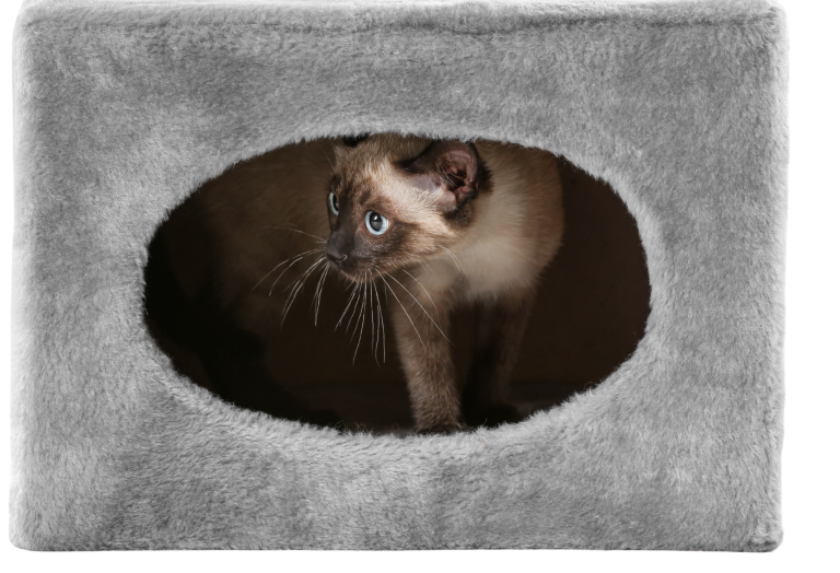 kat in doos