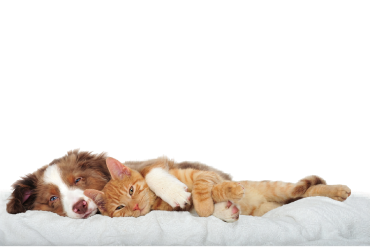 hond en kat samen