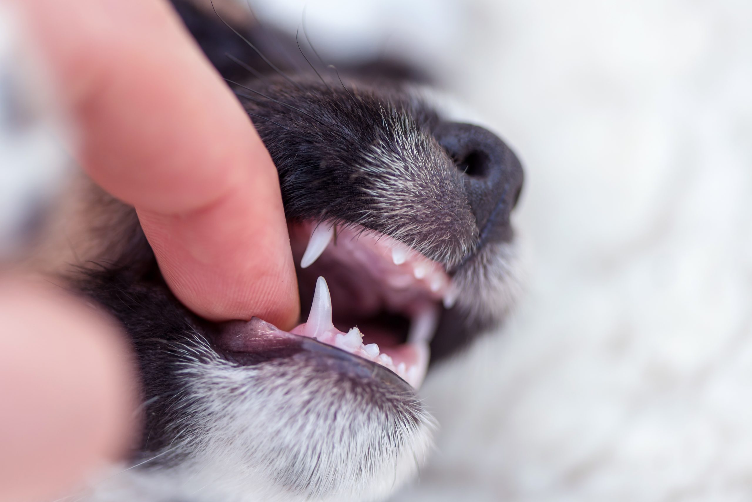gebitsverzorging hond