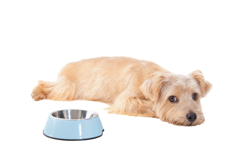 Hond met voerbak - juiste voeding