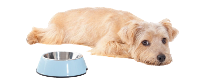 Hond met voerbak - juiste voeding
